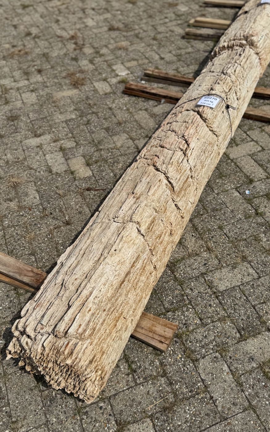 Grafsteen versteend hout 60270 - Afbeelding 4