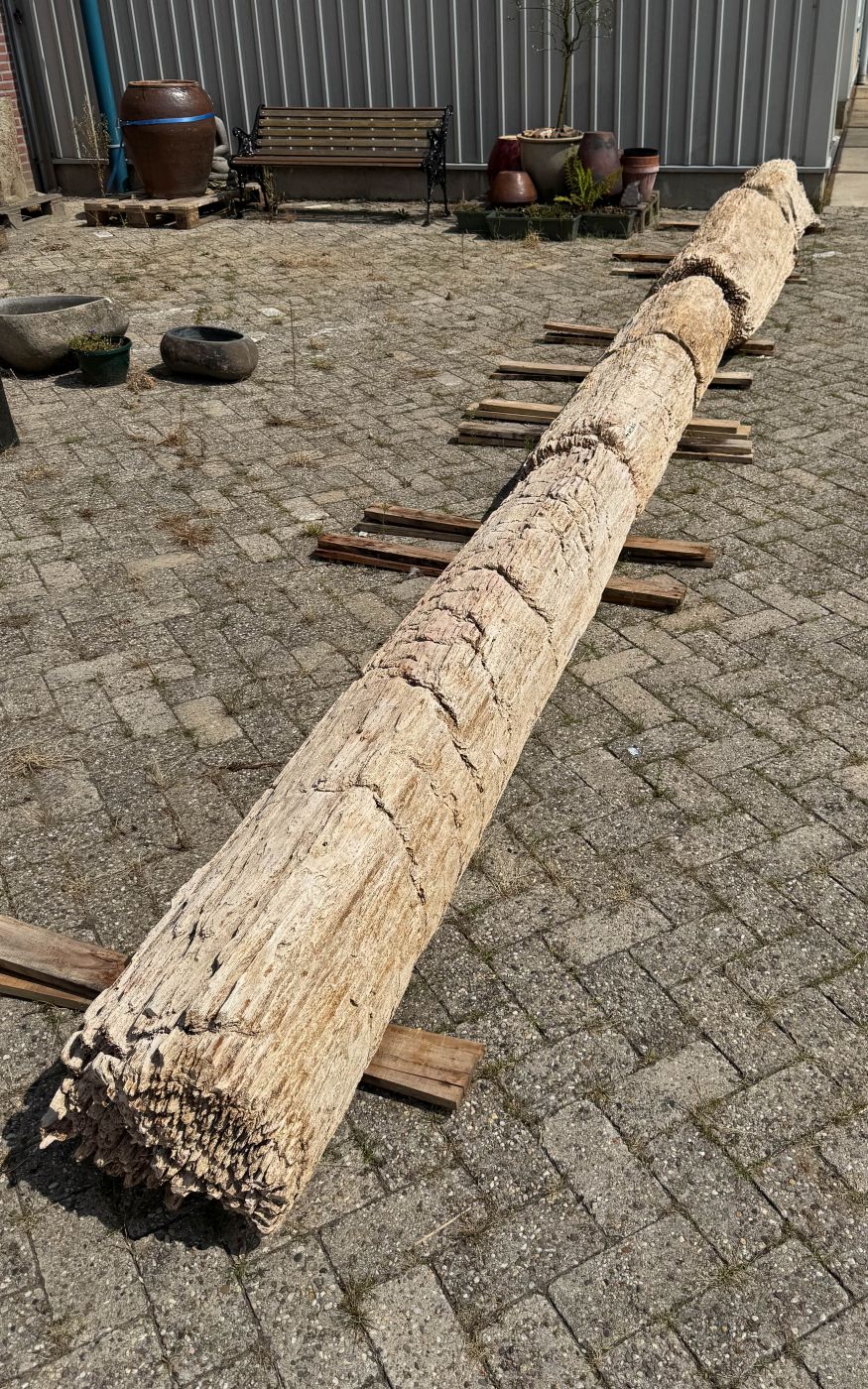 Grafsteen versteend hout 60270 - Afbeelding 6