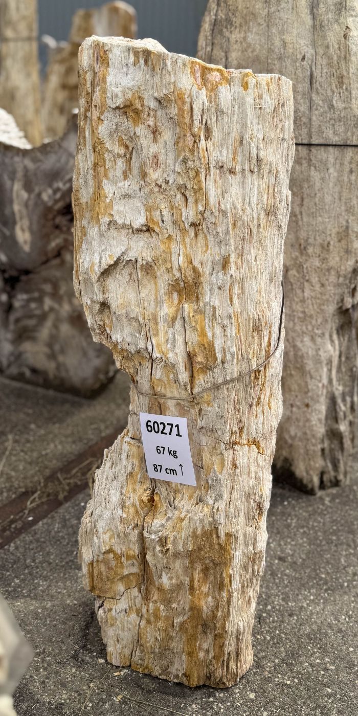 Grafsteen versteend hout 60271