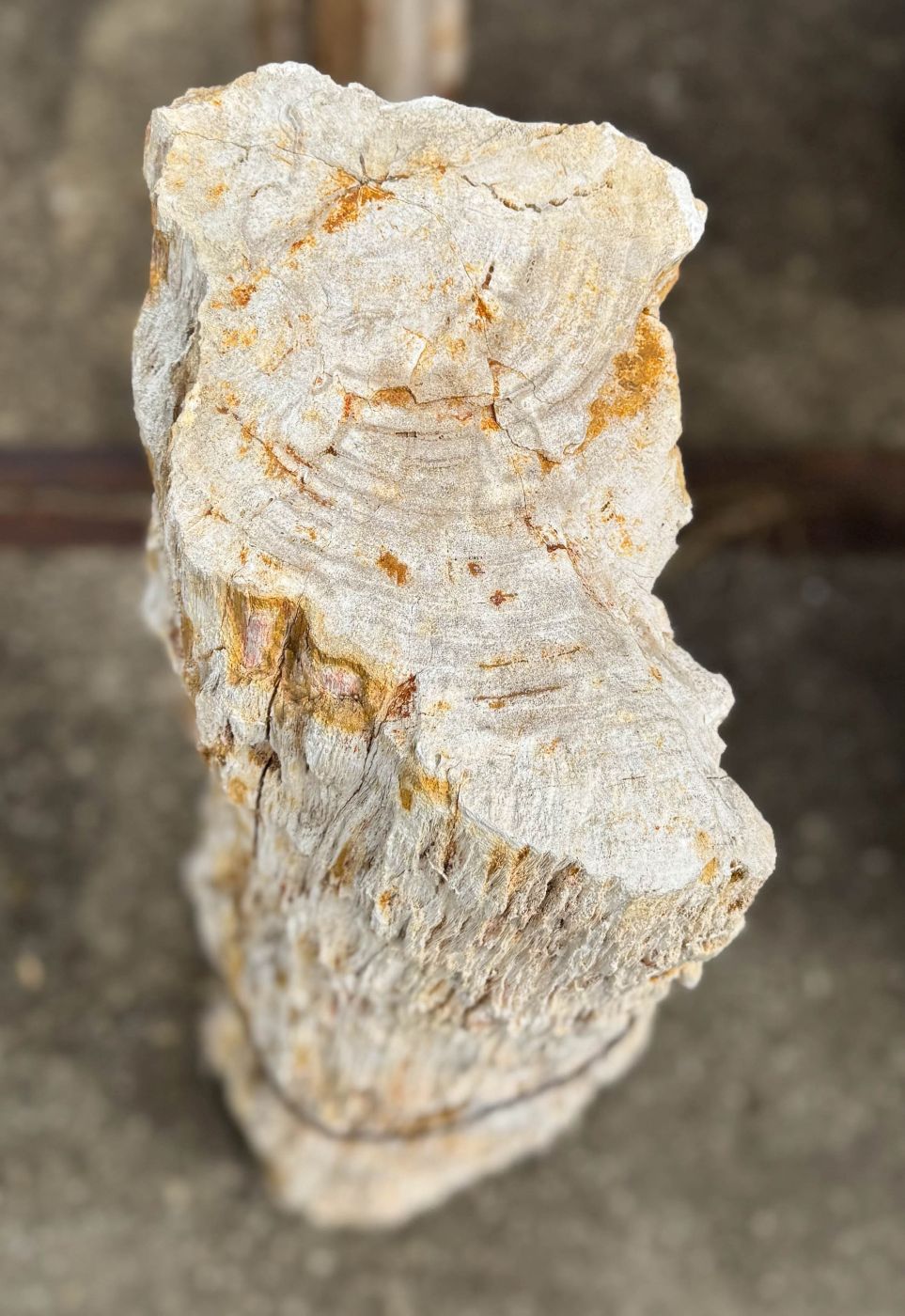 Grafsteen versteend hout 60271 - Afbeelding 2