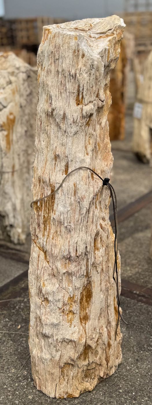 Grafsteen versteend hout 60271 - Afbeelding 3