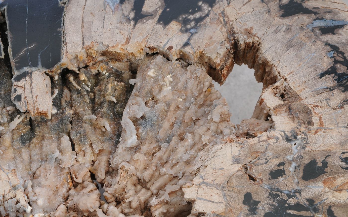 Salontafel versteend hout 60316 - Afbeelding 2