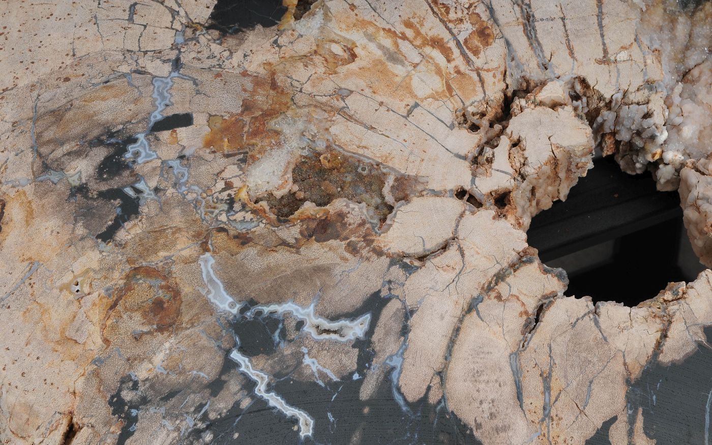 Salontafel versteend hout 60316 - Afbeelding 3