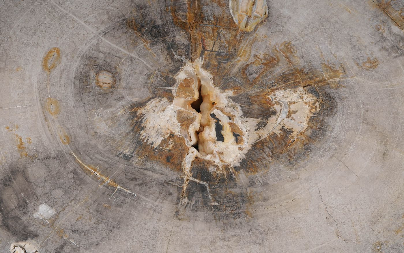 Salontafel versteend hout 60347 - Afbeelding 2