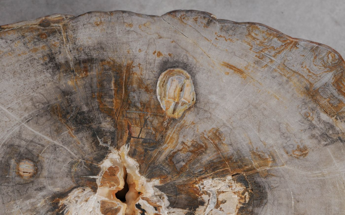 Salontafel versteend hout 60347 - Afbeelding 3