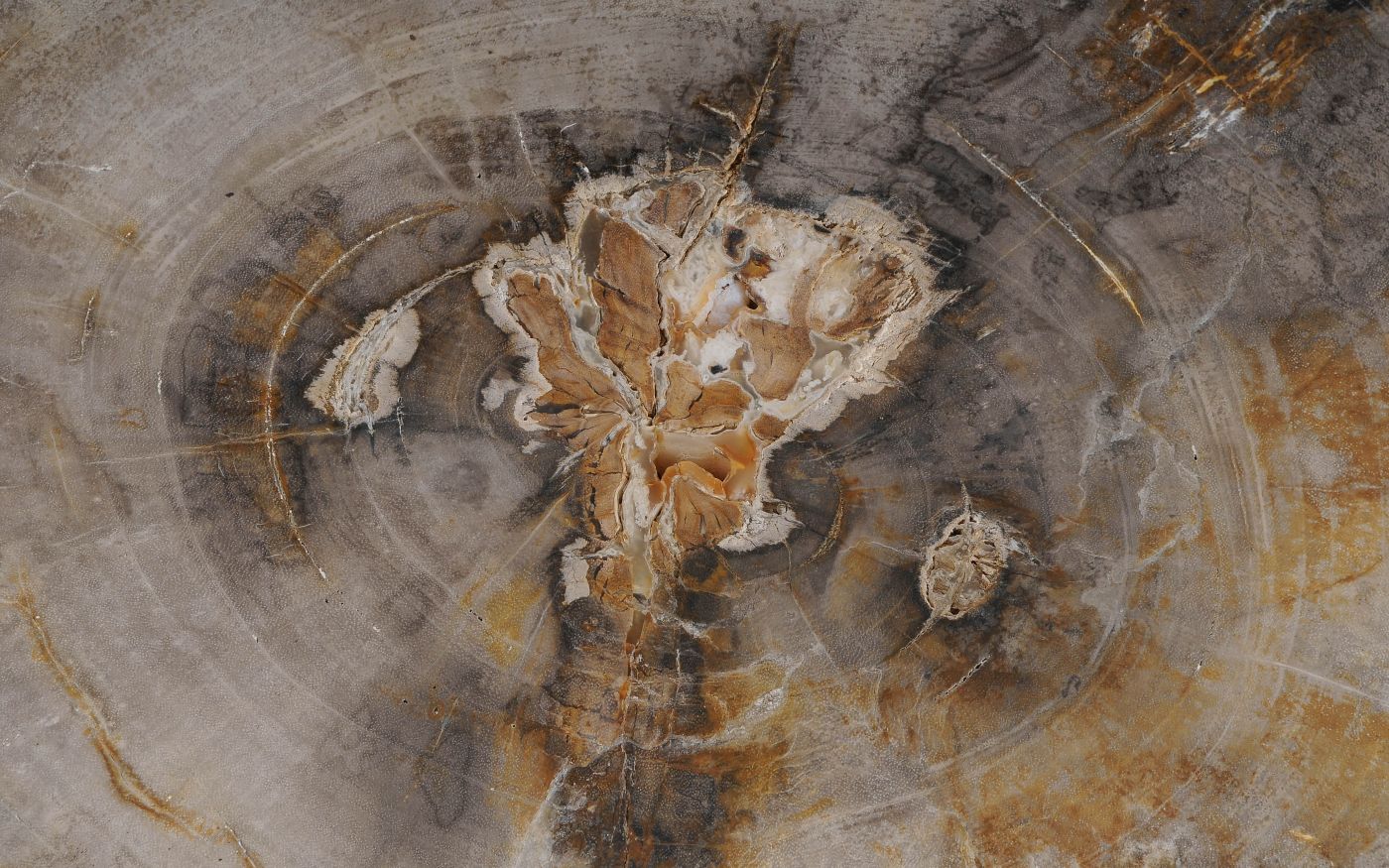 Salontafel versteend hout 60349 - Afbeelding 2