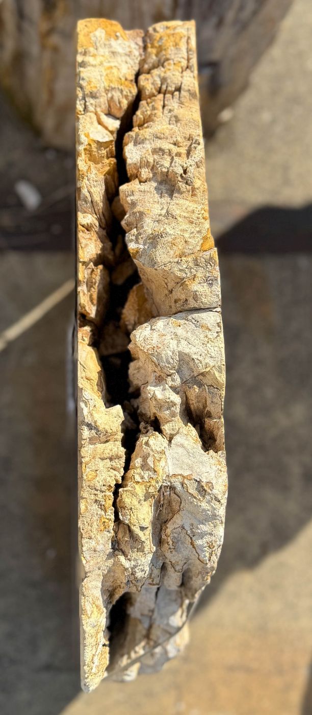 Grafsteen versteend hout 60363 - Afbeelding 2