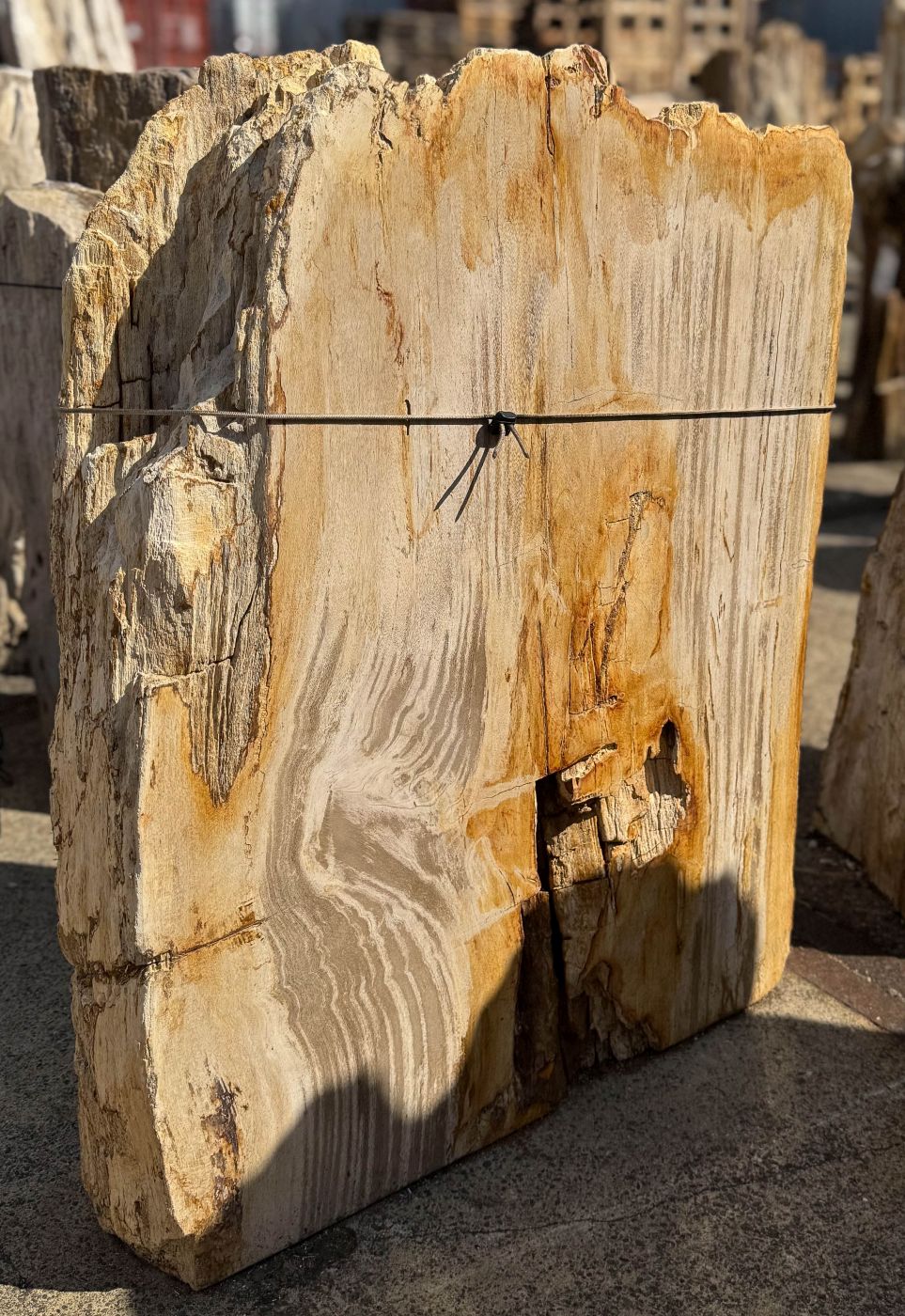 Grafsteen versteend hout 60363 - Afbeelding 3