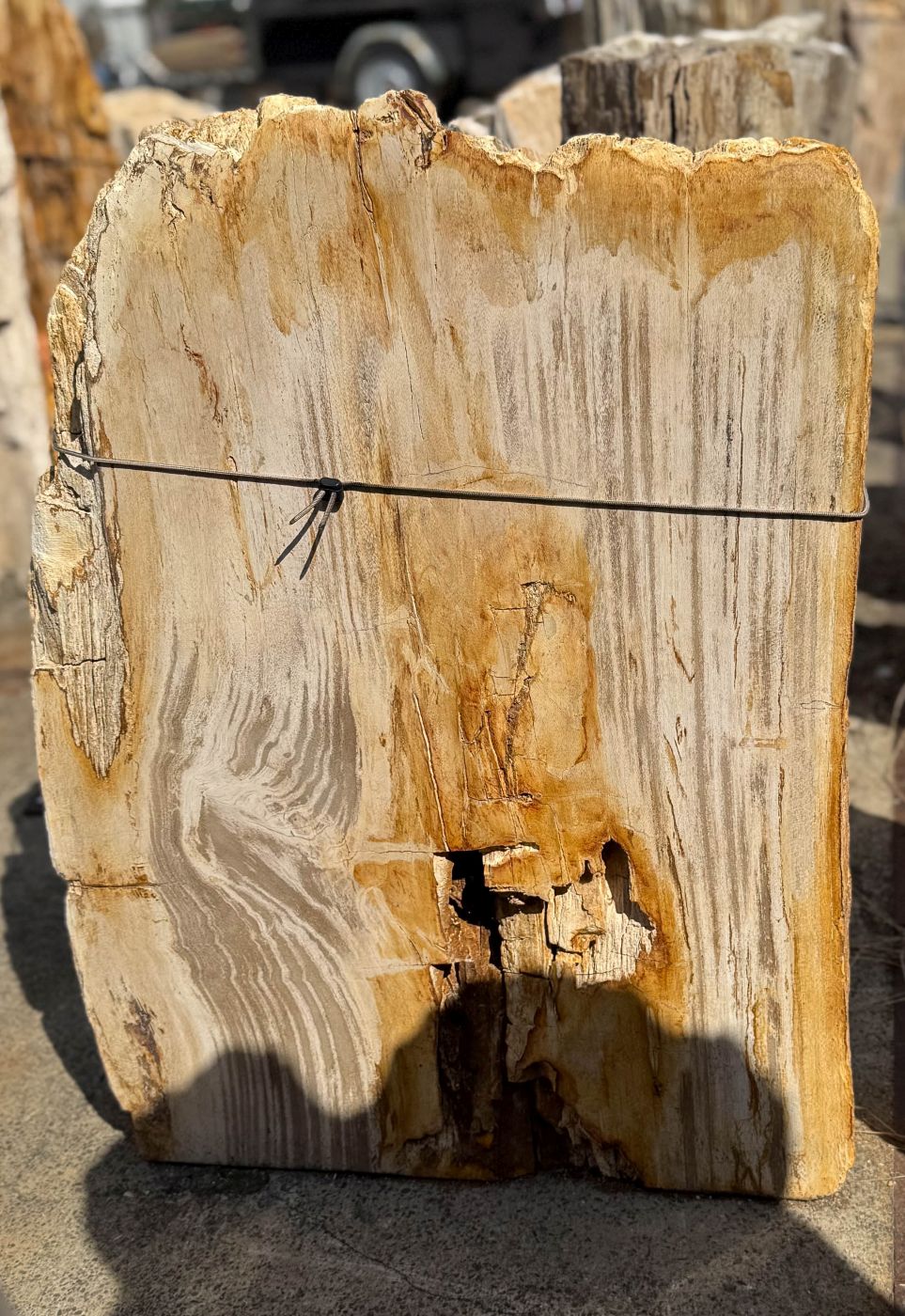 Grafsteen versteend hout 60363 - Afbeelding 4