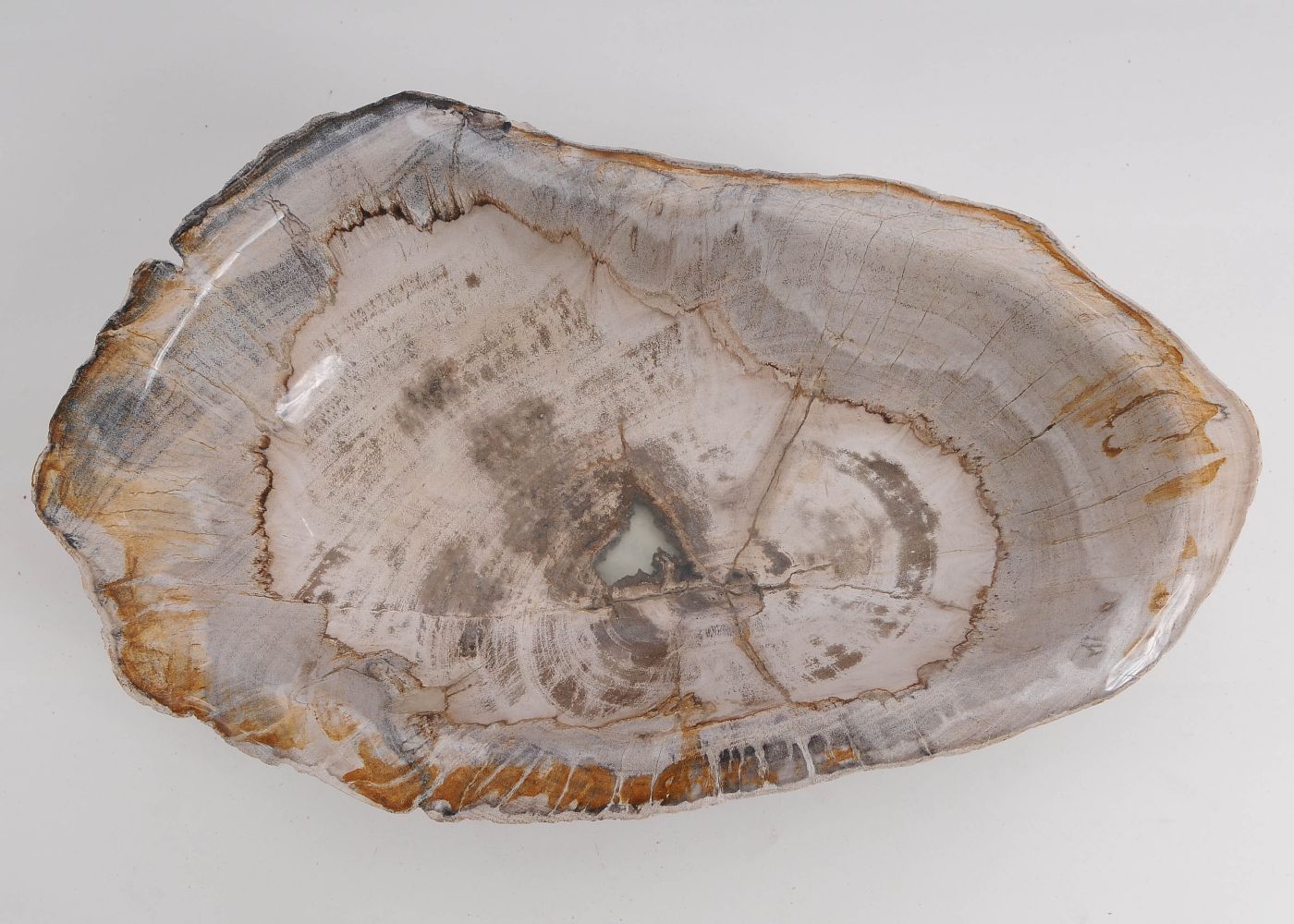 Schaal versteend hout 60443 - Afbeelding 3