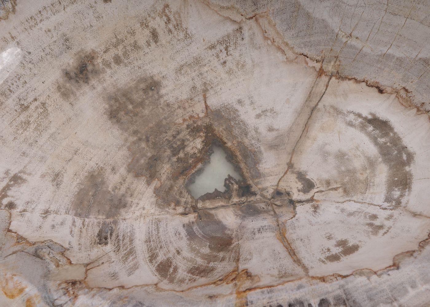 Schaal versteend hout 60443 - Afbeelding 4