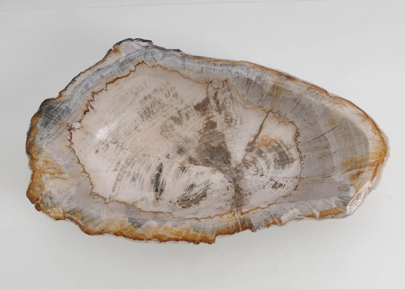 Schaal versteend hout 60444 - Afbeelding 4