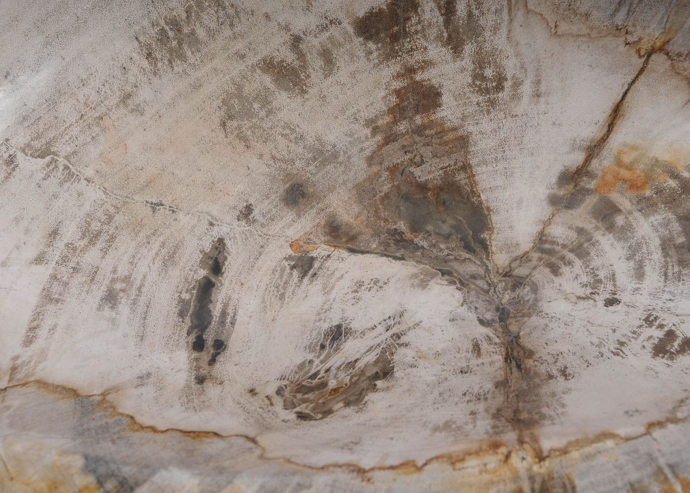 Schaal versteend hout 60444 - Afbeelding 5