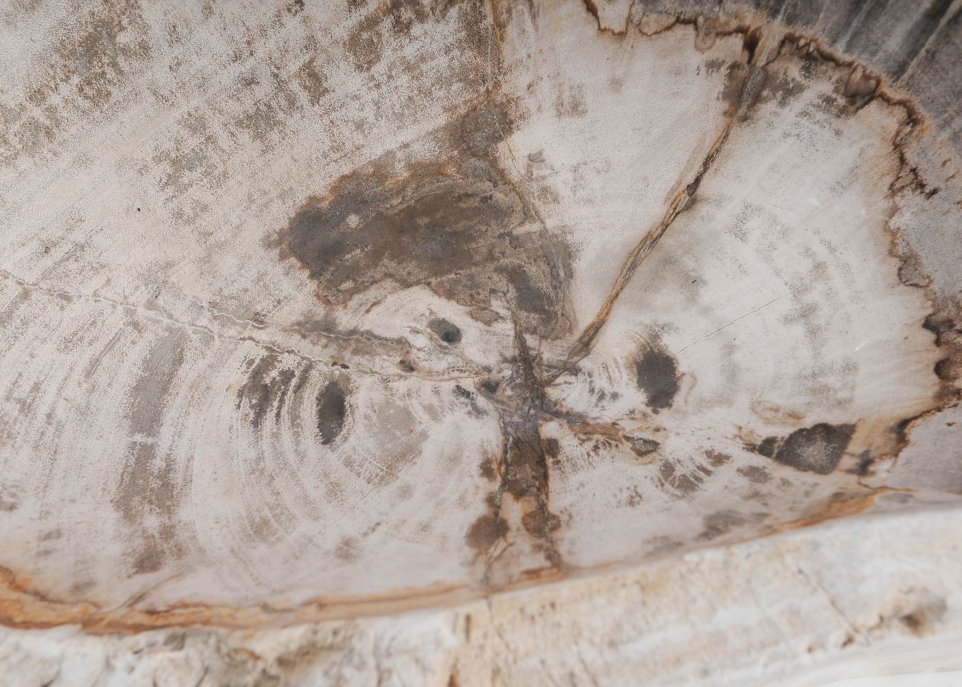 Schaal versteend hout 60446 - Afbeelding 7