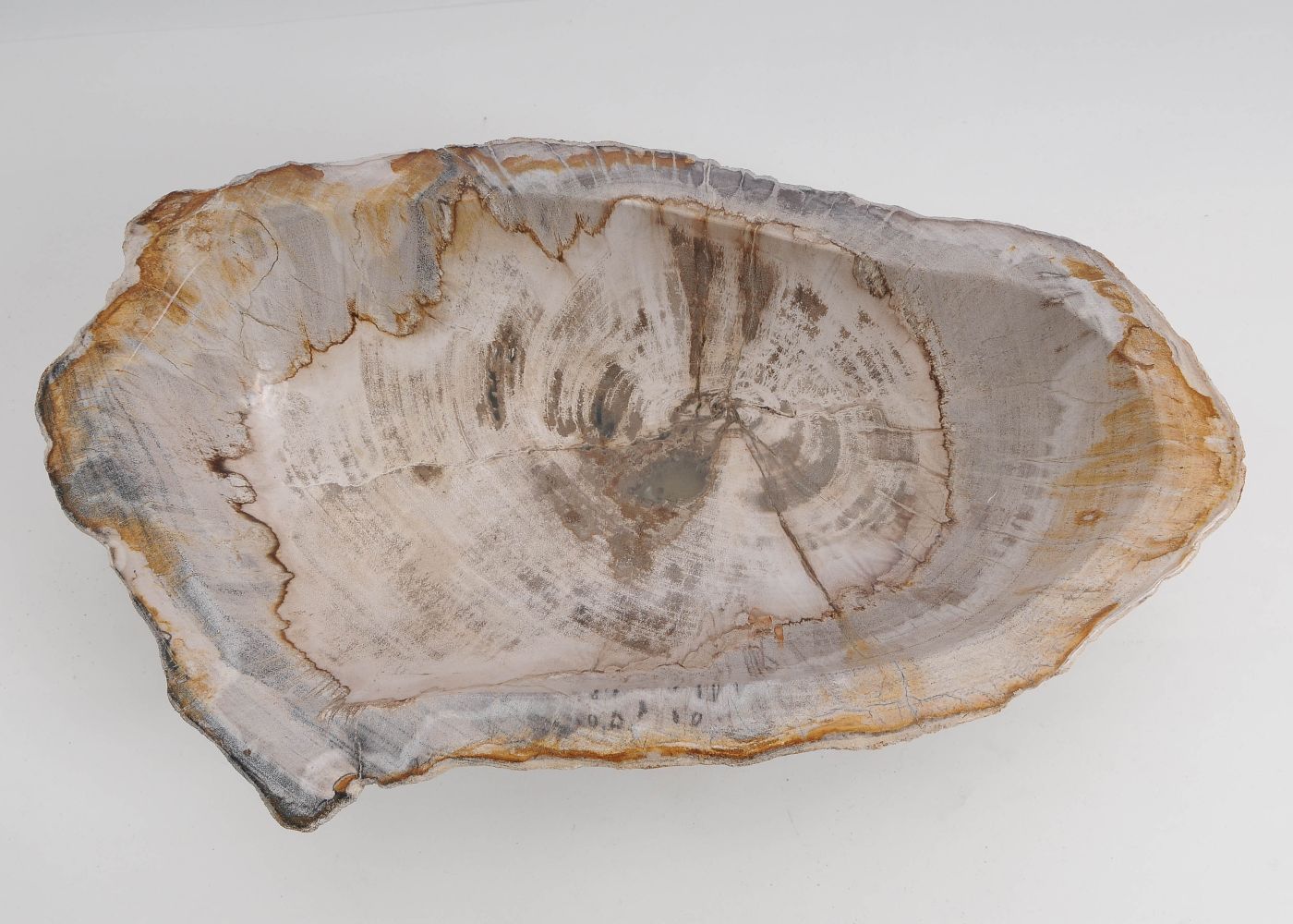 Schaal versteend hout 60448 - Afbeelding 4