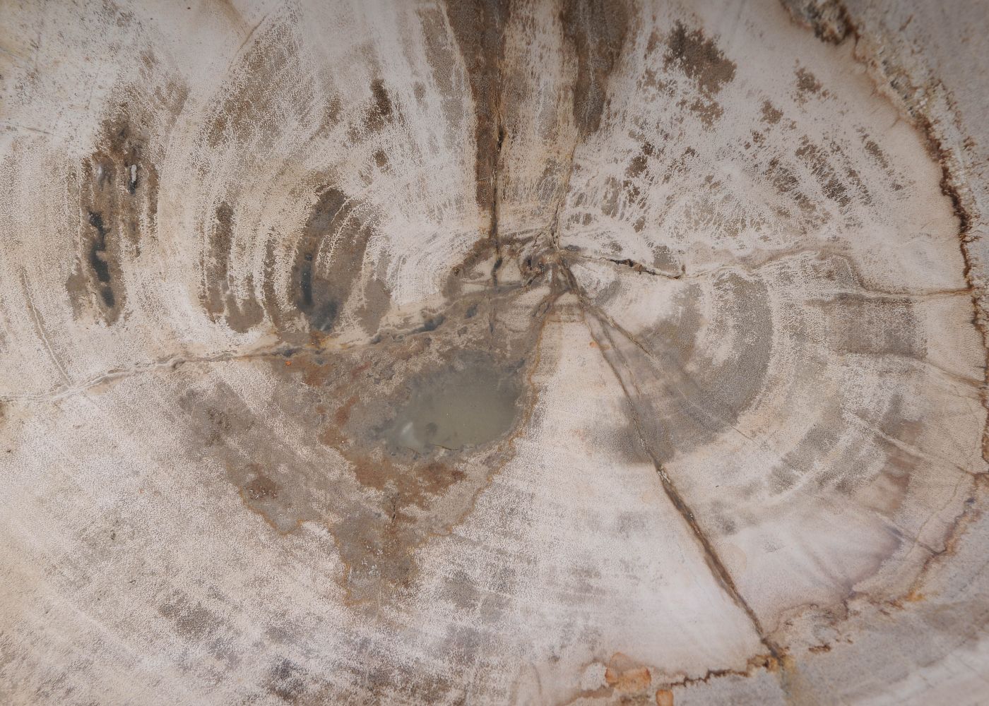 Schaal versteend hout 60448 - Afbeelding 5