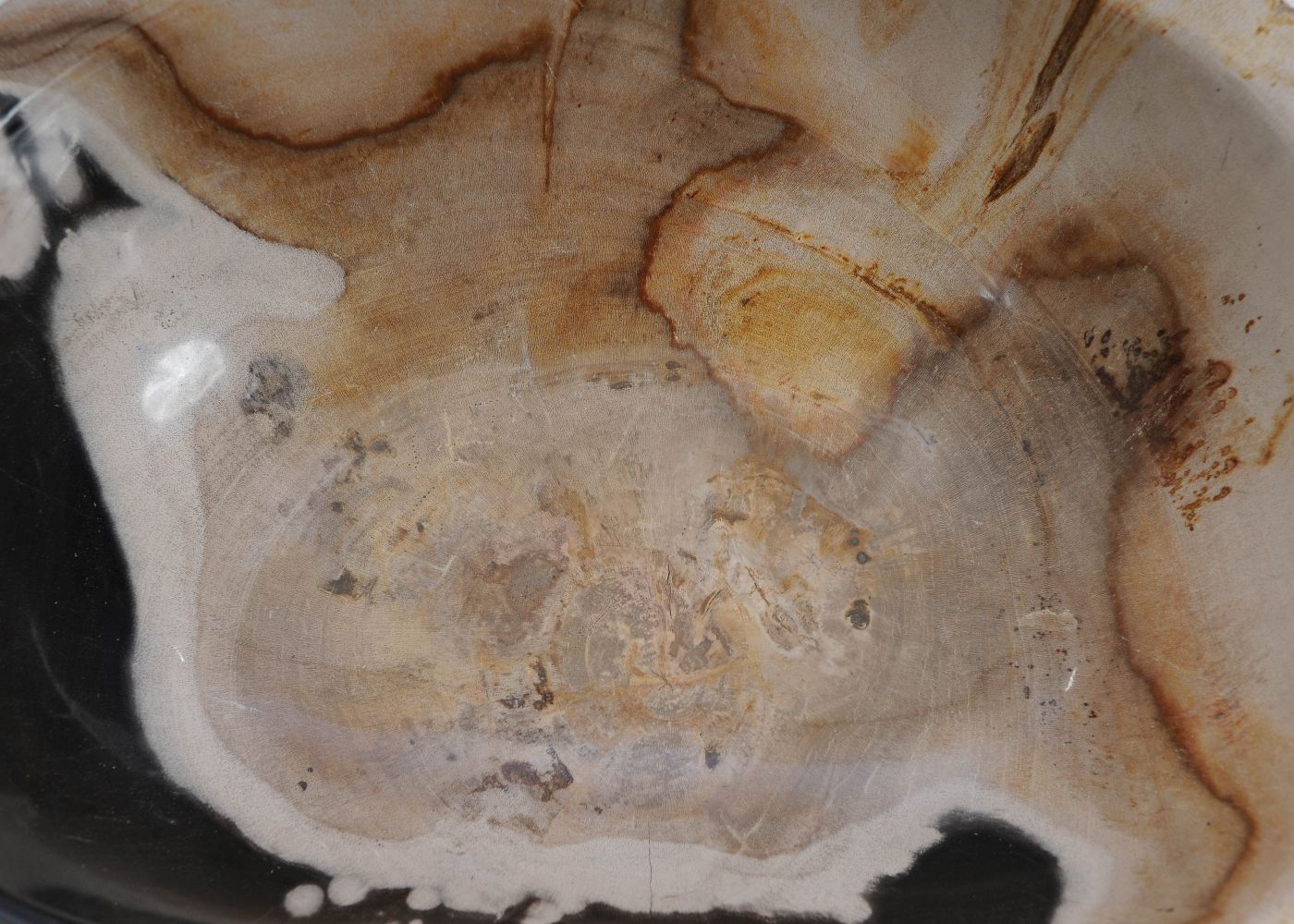 Schaal versteend hout 9516 - Afbeelding 6