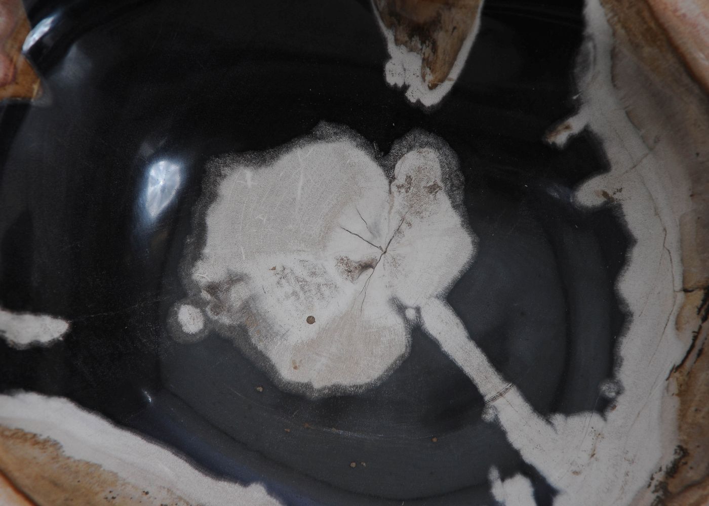 Schaal versteend hout 9822 - Afbeelding 4